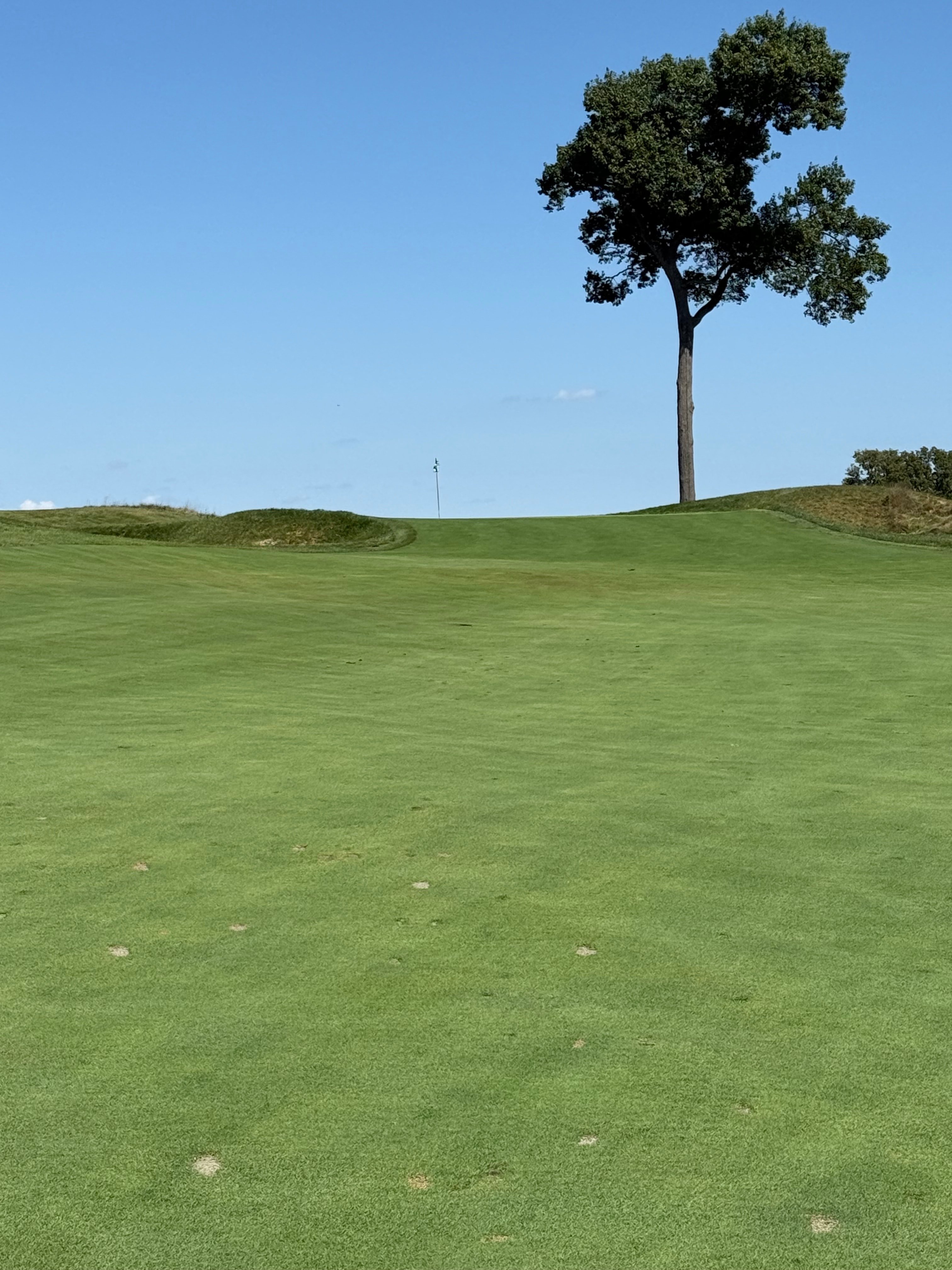 The short, sloped green of the 6th hole with a lone tree beyond